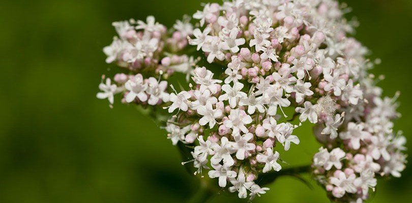 Valerian (Valeriana Officinalis)